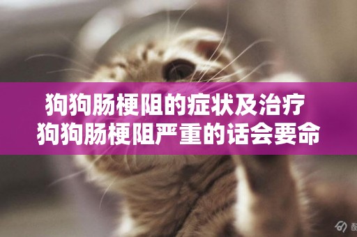 狗狗腸梗阻的癥狀及治療 狗狗腸梗阻嚴重的話會要命的！