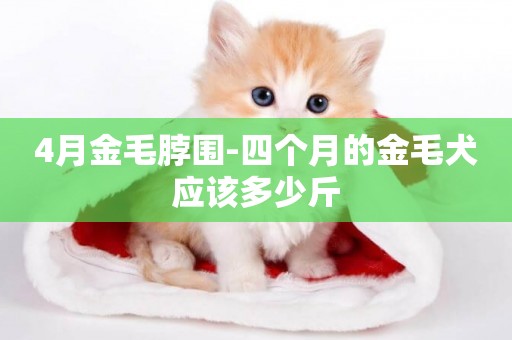 4月金毛脖圍-四個月的金毛犬應該多少斤