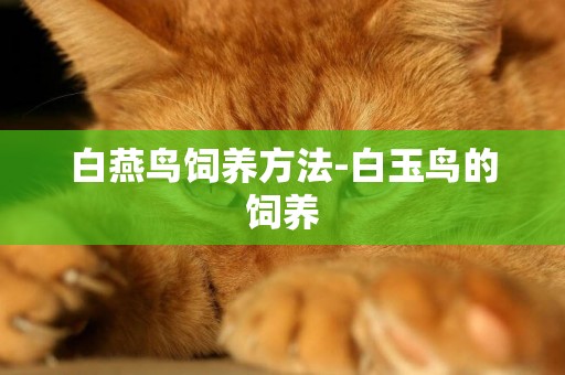 白燕鳥飼養方法-白玉鳥的飼養