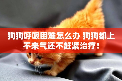 狗狗呼吸困難怎么辦 狗狗都上不來氣還不趕緊治療！