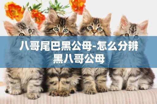 八哥尾巴黑公母-怎么分辨黑八哥公母