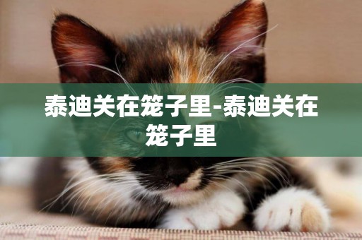 泰迪關在籠子里-泰迪關在籠子里