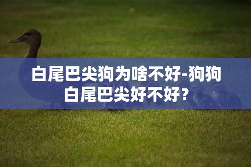 白尾巴尖狗為啥不好-狗狗白尾巴尖好不好？