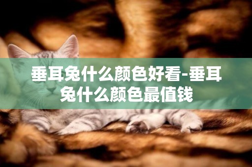 垂耳兔什么顏色好看-垂耳兔什么顏色最值錢