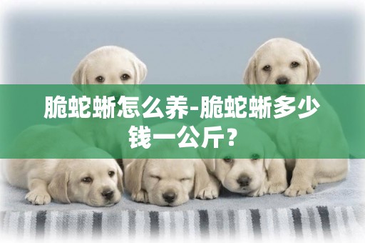 脆蛇蜥怎么養-脆蛇蜥多少錢一公斤？