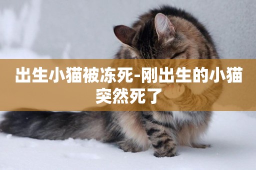 出生小貓被凍死-剛出生的小貓突然死了