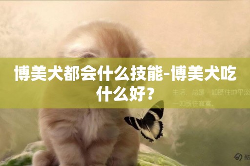 博美犬都會什么技能-博美犬吃什么好？