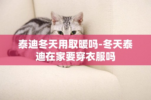 泰迪冬天用取暖嗎-冬天泰迪在家要穿衣服嗎