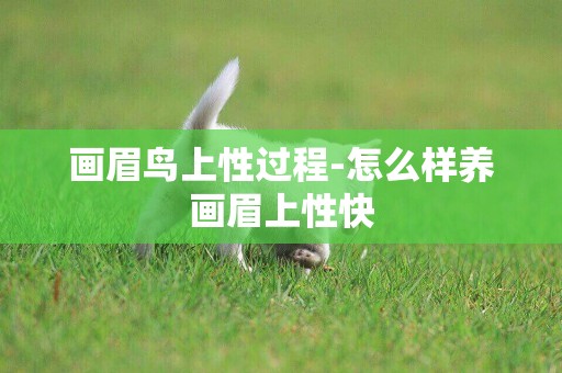畫眉鳥上性過程-怎么樣養畫眉上性快