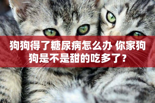狗狗得了糖尿病怎么辦 你家狗狗是不是甜的吃多了？