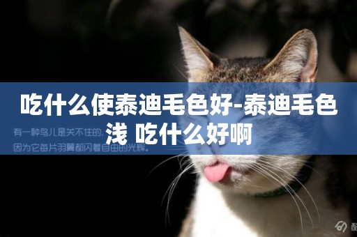 吃什么使泰迪毛色好-泰迪毛色淺 吃什么好啊