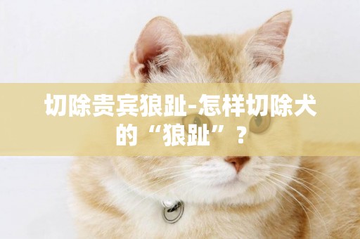 切除貴賓狼趾-怎樣切除犬的“狼趾”？