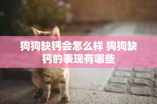 狗狗缺鈣會怎么樣 狗狗缺鈣的表現有哪些