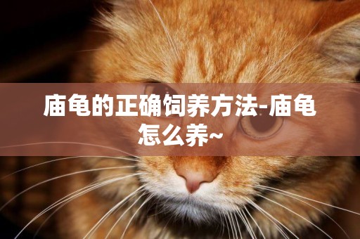 廟龜的正確飼養方法-廟龜怎么養~