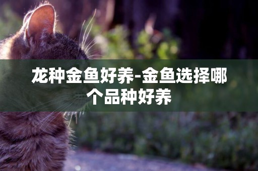 龍種金魚好養-金魚選擇哪個品種好養