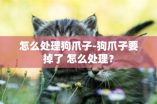 怎么處理狗爪子-狗爪子要掉了 怎么處理？