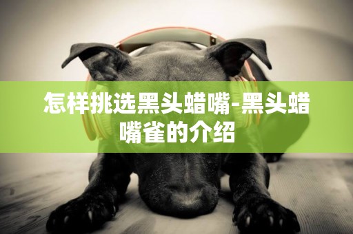 怎樣挑選黑頭蠟嘴-黑頭蠟嘴雀的介紹