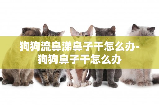 狗狗流鼻涕鼻子干怎么辦-狗狗鼻子干怎么辦