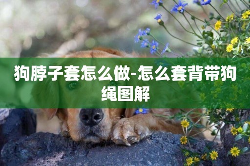 狗脖子套怎么做-怎么套背帶狗繩圖解