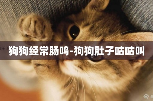 狗狗經常腸鳴-狗狗肚子咕咕叫