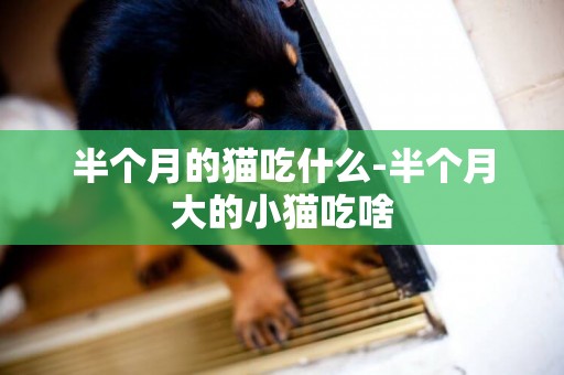 半個月的貓吃什么-半個月大的小貓吃啥