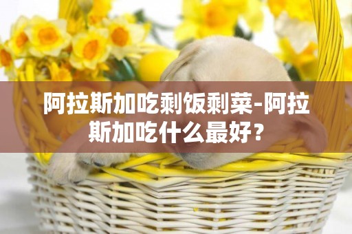 阿拉斯加吃剩飯剩菜-阿拉斯加吃什么最好？