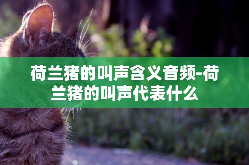 荷蘭豬的叫聲含義音頻-荷蘭豬的叫聲代表什么