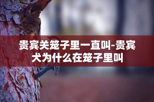 貴賓關籠子里一直叫-貴賓犬為什么在籠子里叫