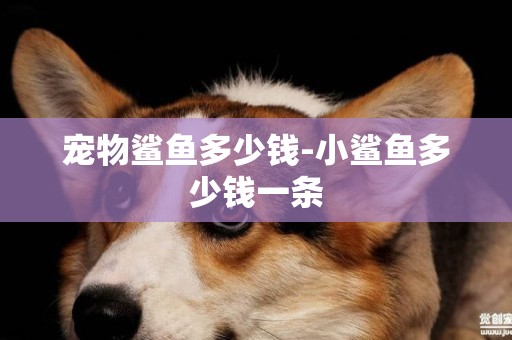 寵物鯊魚多少錢-小鯊魚多少錢一條