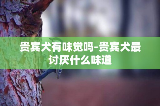 貴賓犬有味覺嗎-貴賓犬最討厭什么味道