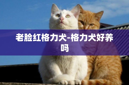 老臉紅格力犬-格力犬好養嗎