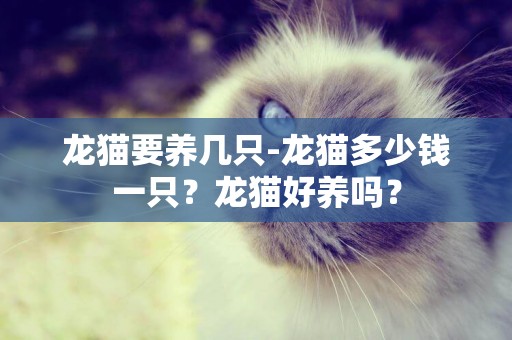 龍貓要養幾只-龍貓多少錢一只？龍貓好養嗎？