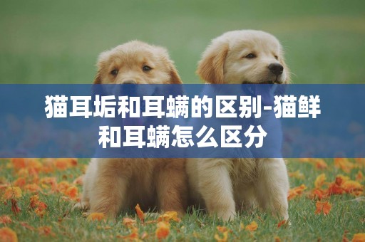貓耳垢和耳螨的區別-貓鮮和耳螨怎么區分