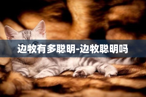邊牧有多聰明-邊牧聰明嗎