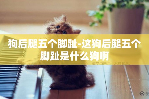 狗后腿五個腳趾-這狗后腿五個腳趾是什么狗啊