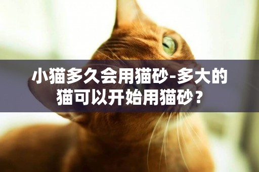 小貓多久會用貓砂-多大的貓可以開始用貓砂？