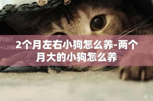 2個月左右小狗怎么養-兩個月大的小狗怎么養