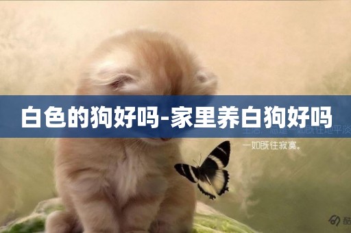 白色的狗好嗎-家里養白狗好嗎