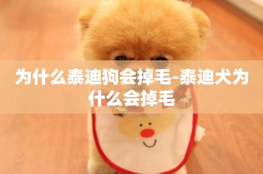為什么泰迪狗會掉毛-泰迪犬為什么會掉毛