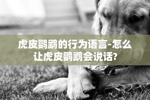 虎皮鸚鵡的行為語言-怎么讓虎皮鸚鵡會說話?
