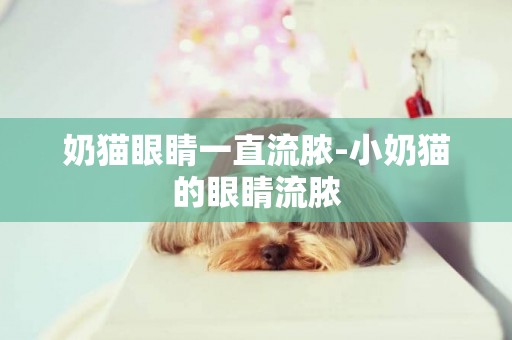 奶貓眼睛一直流膿-小奶貓的眼睛流膿