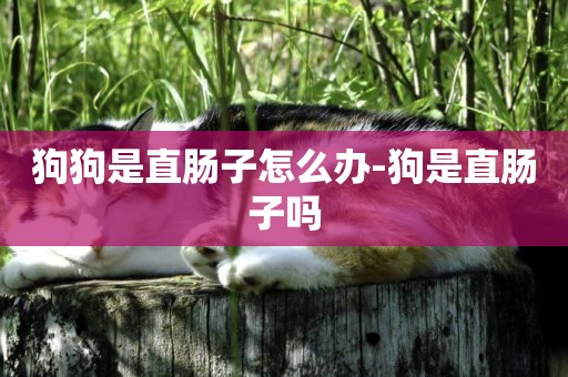 狗狗是直腸子怎么辦-狗是直腸子嗎