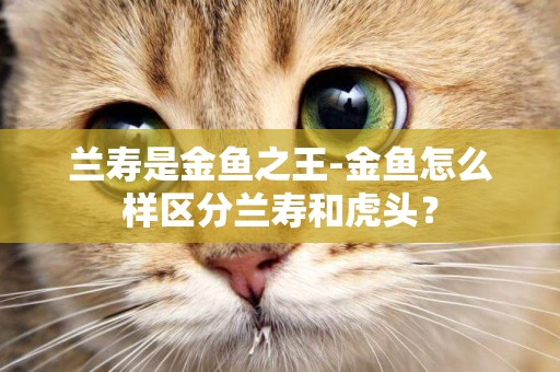 蘭壽是金魚之王-金魚怎么樣區分蘭壽和虎頭？