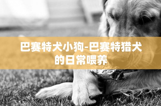 巴賽特犬小狗-巴賽特獵犬的日常喂養