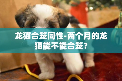 龍貓合籠同性-兩個月的龍貓能不能合籠？