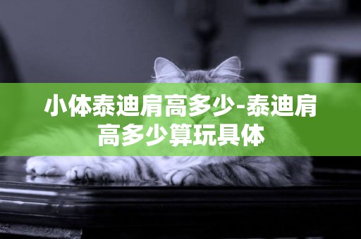 小體泰迪肩高多少-泰迪肩高多少算玩具體