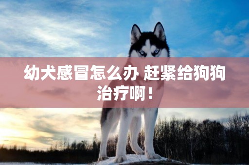 幼犬感冒怎么辦 趕緊給狗狗治療啊！