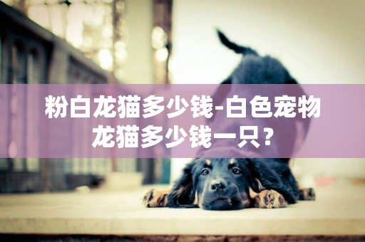 粉白龍貓多少錢-白色寵物龍貓多少錢一只？