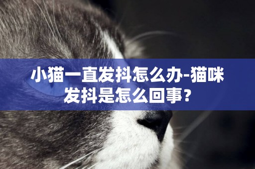 小貓一直發抖怎么辦-貓咪發抖是怎么回事？