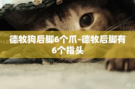 德牧狗后腳6個爪-德牧后腳有6個指頭